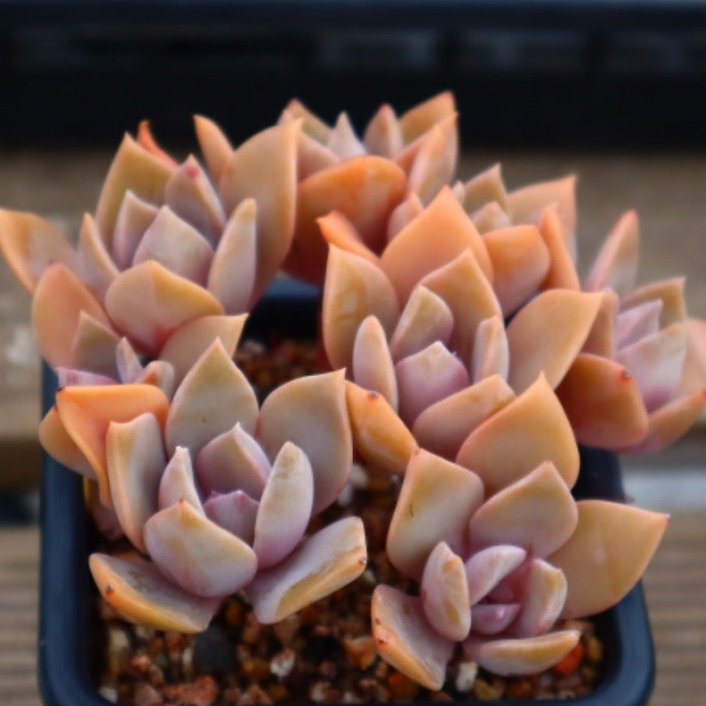 Echeveria Huthspinke