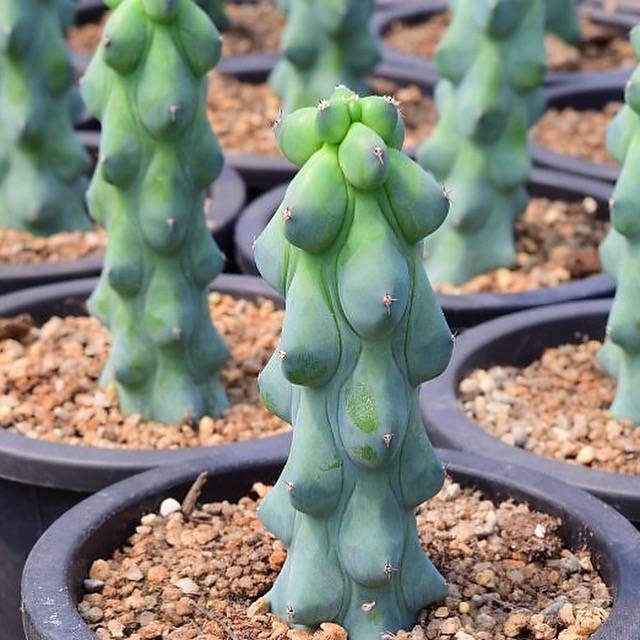 Myrtillocactus Geometrizans Fukurokuryuzinboku, (Video)