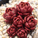 PRESALE Echeveria Longissima Sp.