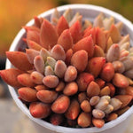 PRESALE Echeveria Rusby x Pachyphytum Machucae
