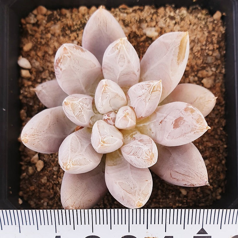 PRESALE Echeveria Tolimanensis, (Not so Random)