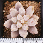 PRESALE Echeveria Tolimanensis, (Not so Random)