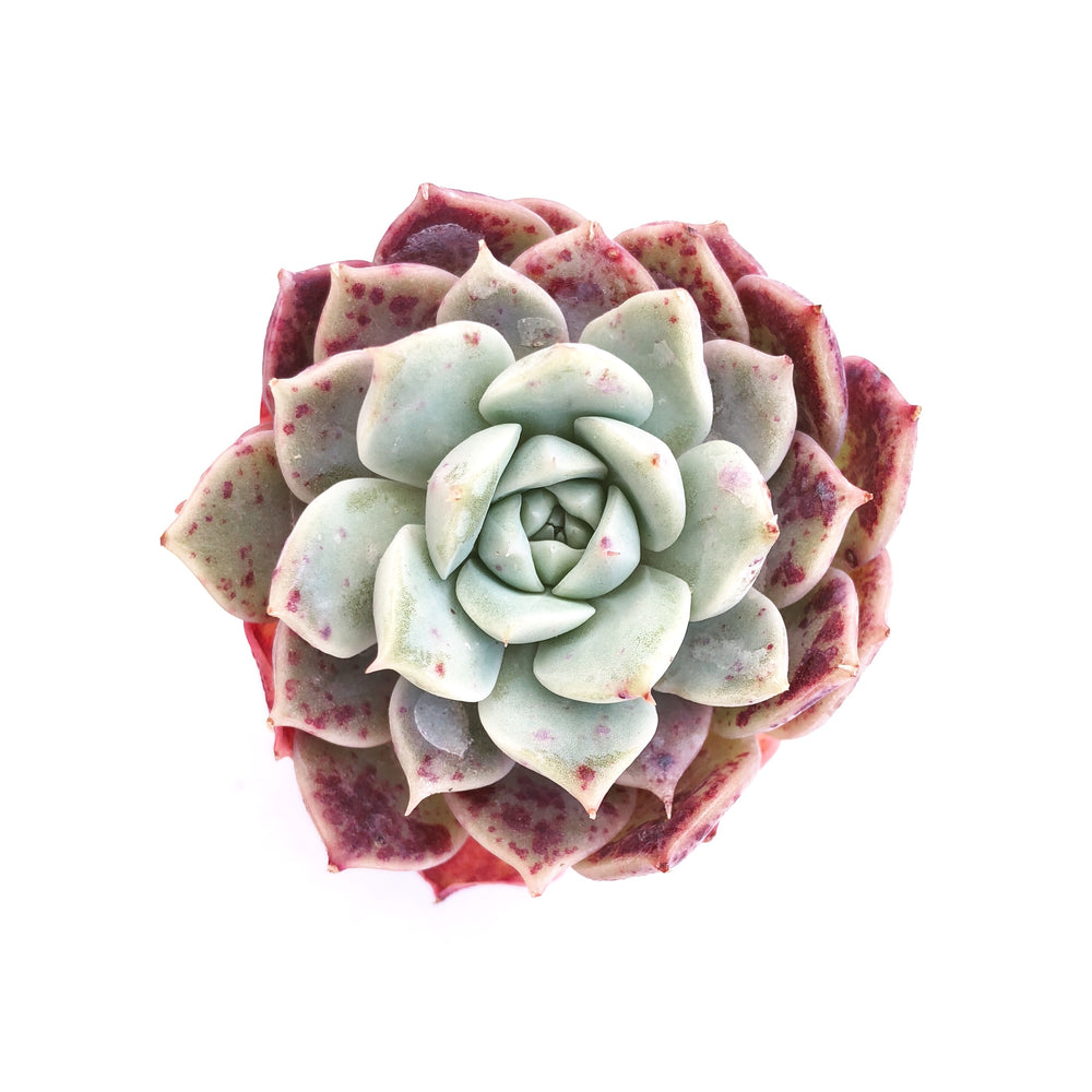 Echeveria 'Sarah'