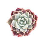 Echeveria 'Sarah'