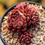 PRESALE Sedeveria Pink Ruby