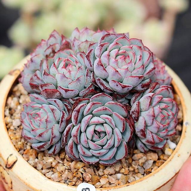 PRESALE Echeveria Sierra Cluster., (Not so Random)