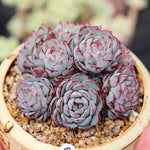 PRESALE Echeveria Sierra Cluster., (Not so Random)