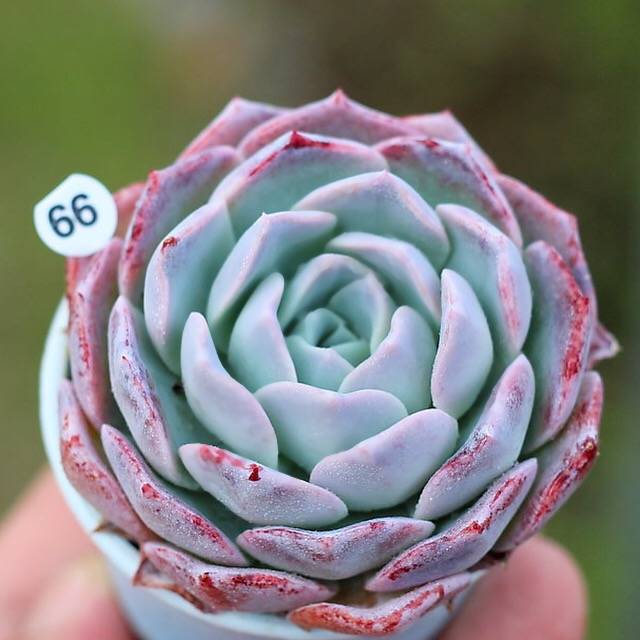 PRESALE Echeveria Charles, (Not so Random)