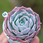 PRESALE Echeveria Charles, (Not so Random)