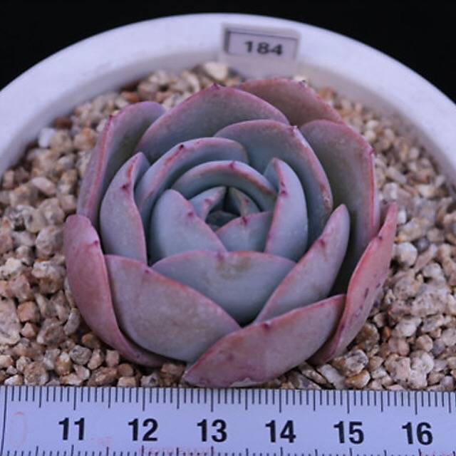 PRESALE Echeveria Brinks Blue, (Random)