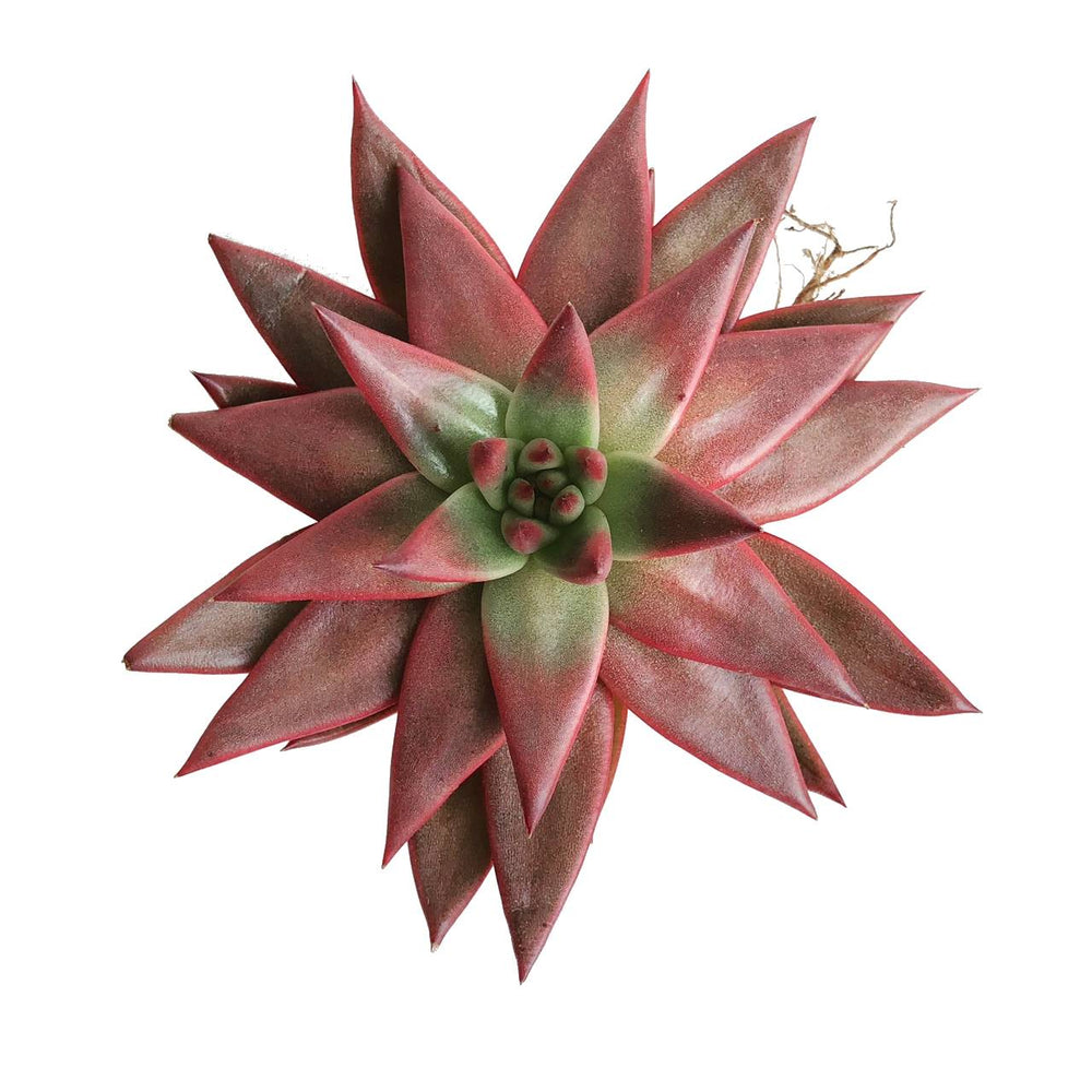 The GOOD, The BAD and The UGLY SALE! Echeveria Agavoides Amethyst