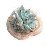 The GOOD, The BAD and The UGLY SALE! Echeveria Chihuahuensis, Variegata