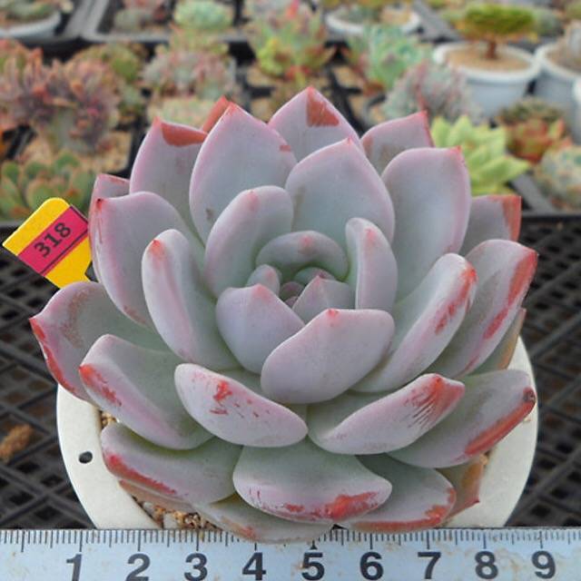 PRESALE Echeveria Hosikage, (Random)