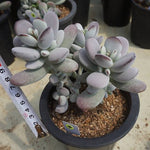 MOTHER'S DAY WEEKEND FLASH SALE! PRESALE Cotyledon Orbiculata cv Clusters, (Random)