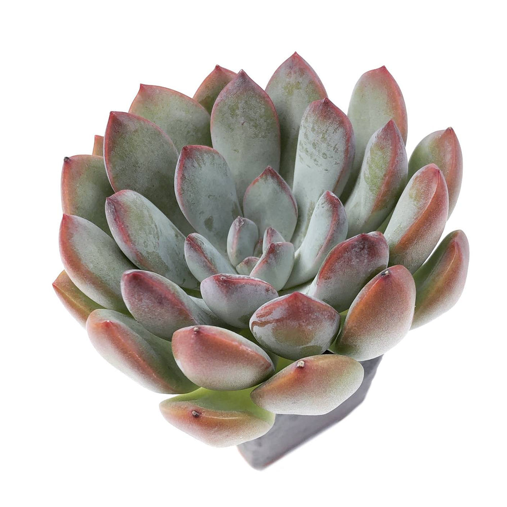 succulent looks like lips Echeveria Chubby Lips – Cedar Creek Farmhouse