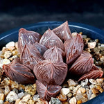 Haworthia Obtusa Hybrid