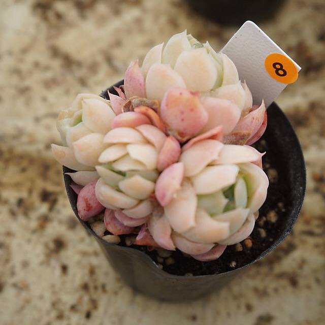 MOTHER'S DAY WEEKEND FLASH SALE! PRESALE Echeveria Elegans, Mini Clusters, (Random)