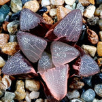 Haworthia Splendens 'Pink Panther,' Variegata, (Video)