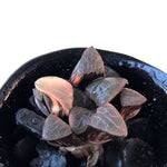 Haworthia Splendens 'Pink Panther,' Variegata, (Video)