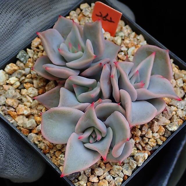 PRESALE Echeveria Madiba, Cluster, (Random)