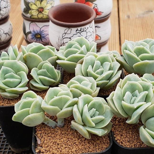 FLASH SALE! PRESALE Echeveria Lovely Rose, Triples and Quadruples, (Random)