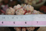 PRESALE Echeveria Lemon Berry Cluster, (Random)