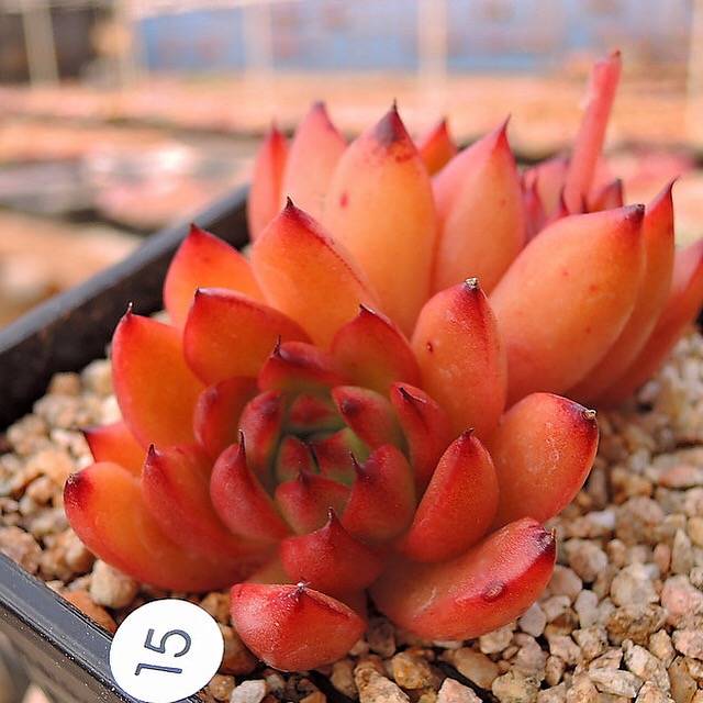 PRESALE Echeveria Agavoides Sp., Double, (Not so Random)