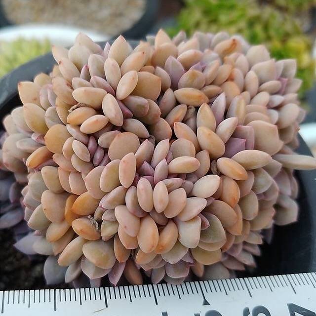 4th OF JULY FLASH SALE- DEAL #10 PRESALE Graptoveria Debbie, Cristata