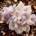 PRESALE Echeveria Prolifica, Variegata, (Not so Random)
