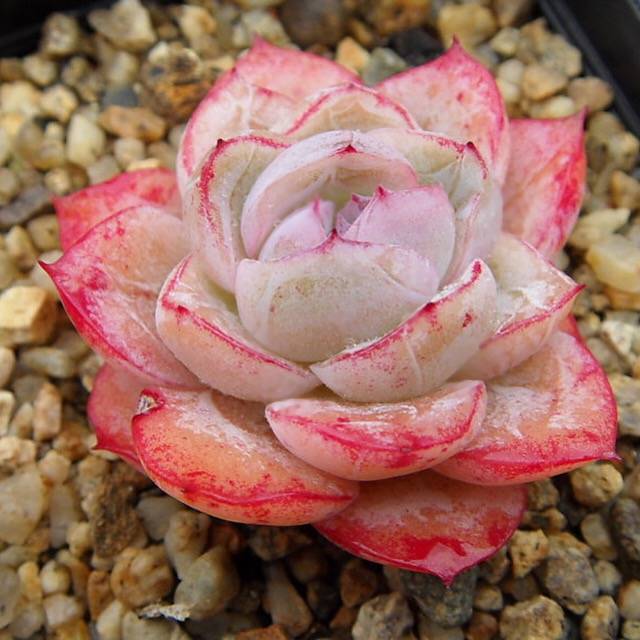 SPECIAL! JUST CART!! PRESALE Echeveria Agavoides Sp., (Not so Random)