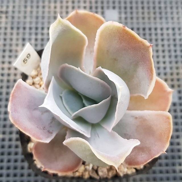 PRESALE Echeveria Vivian, NEW! (Random)