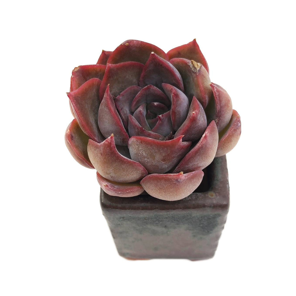 Sale! Echeveria Dark Ice