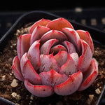 PRESALE Echeveria Hera, (Random)