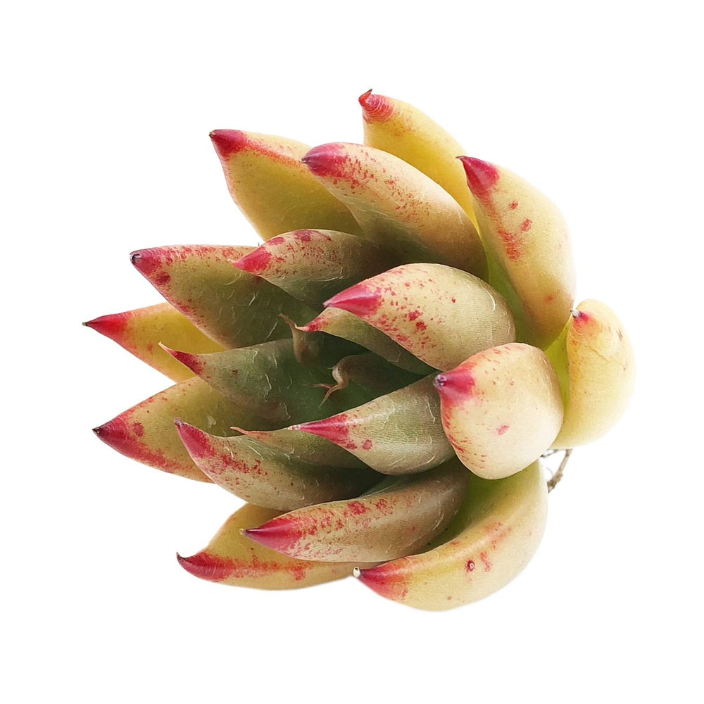 Echeveria Agavoides Sp.