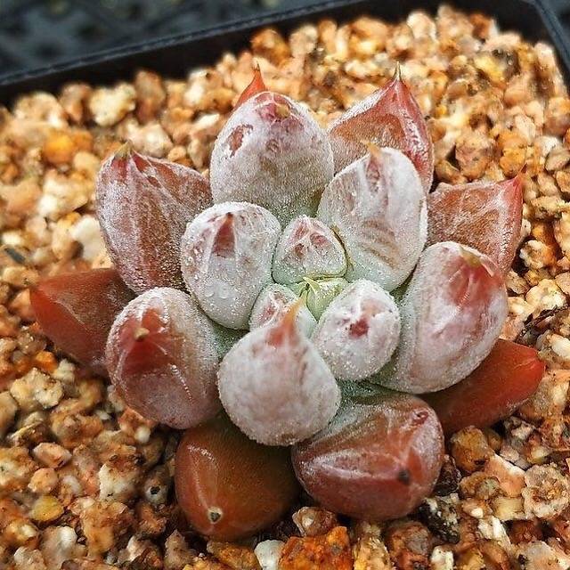 Echeveria Tolimanensis, (Random)