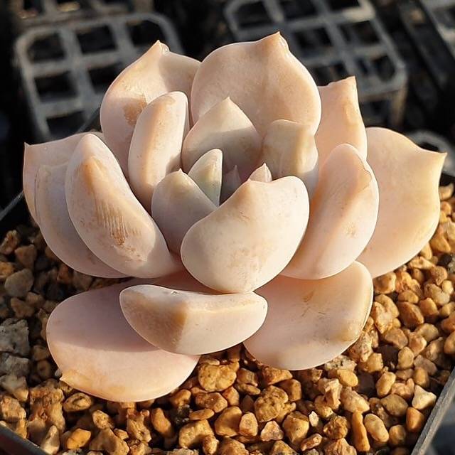 MOTHER'S DAY WEEKEND FLASH SALE! PRESALE Echeveria Tiramisu, (Random)