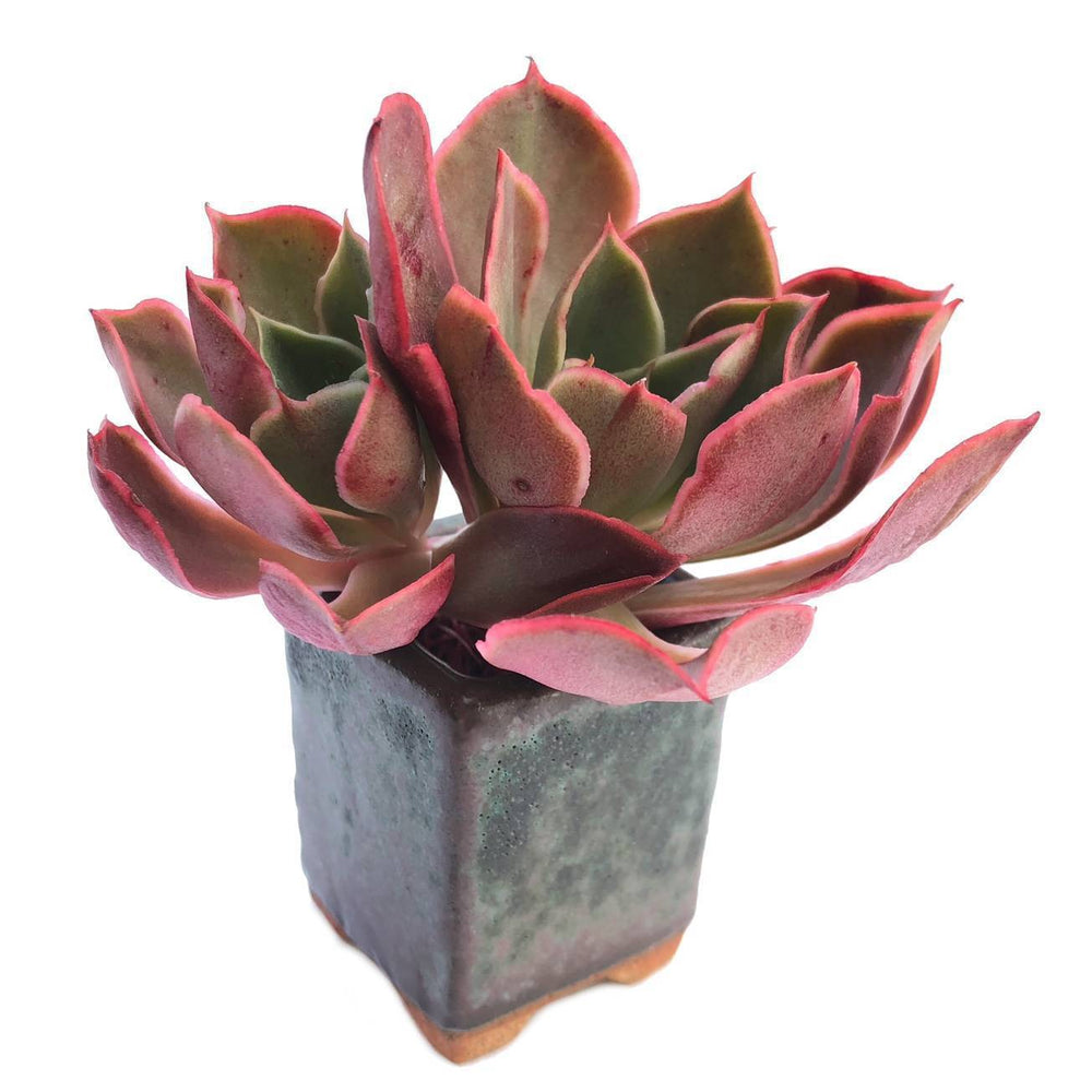 Echeveria Longissima, Double