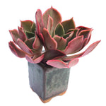 Echeveria Longissima, Double