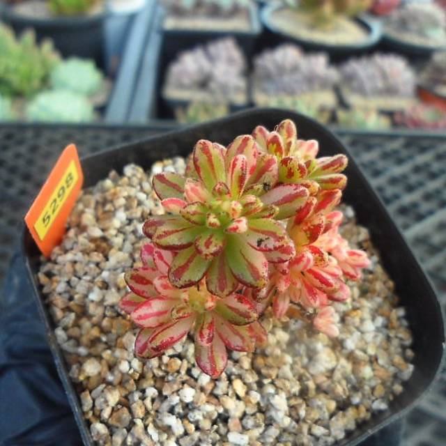 Aeonium Sedifolius, Variegata