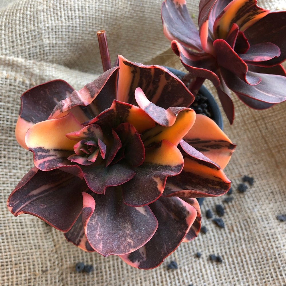 PRESALE Echeveria Pre Madonna, (Not So Random)