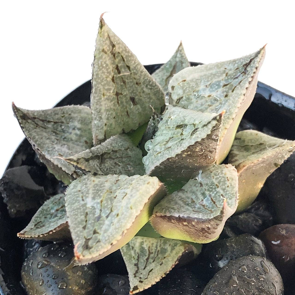 Haworthia Mutica White Hybrid