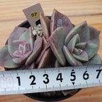 PRESALE Echeveria Bainesii, Double (Random)