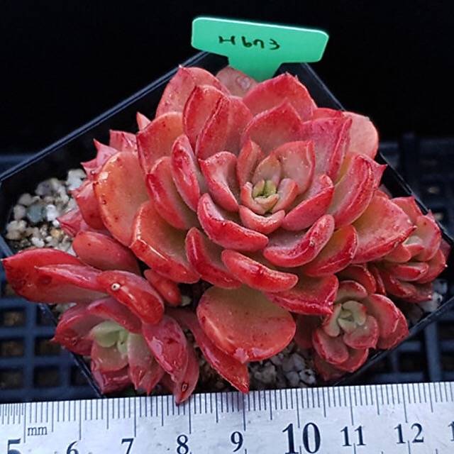 PRESALE Echeveria Noble, (Random)