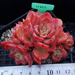 PRESALE Echeveria Noble, (Random)