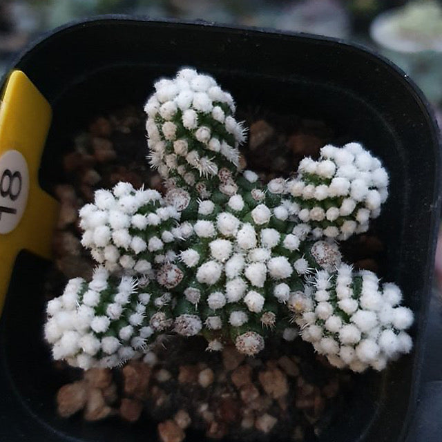 Mammillaria gracilis cv., Snowflake Cactus