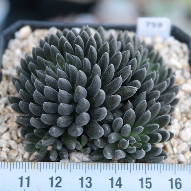 PRESALE Sinocrassula Yunnanensis, (Random)