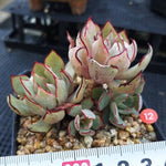 PRESALE Echeveria Strictiflora v Nova, (Not so Random)