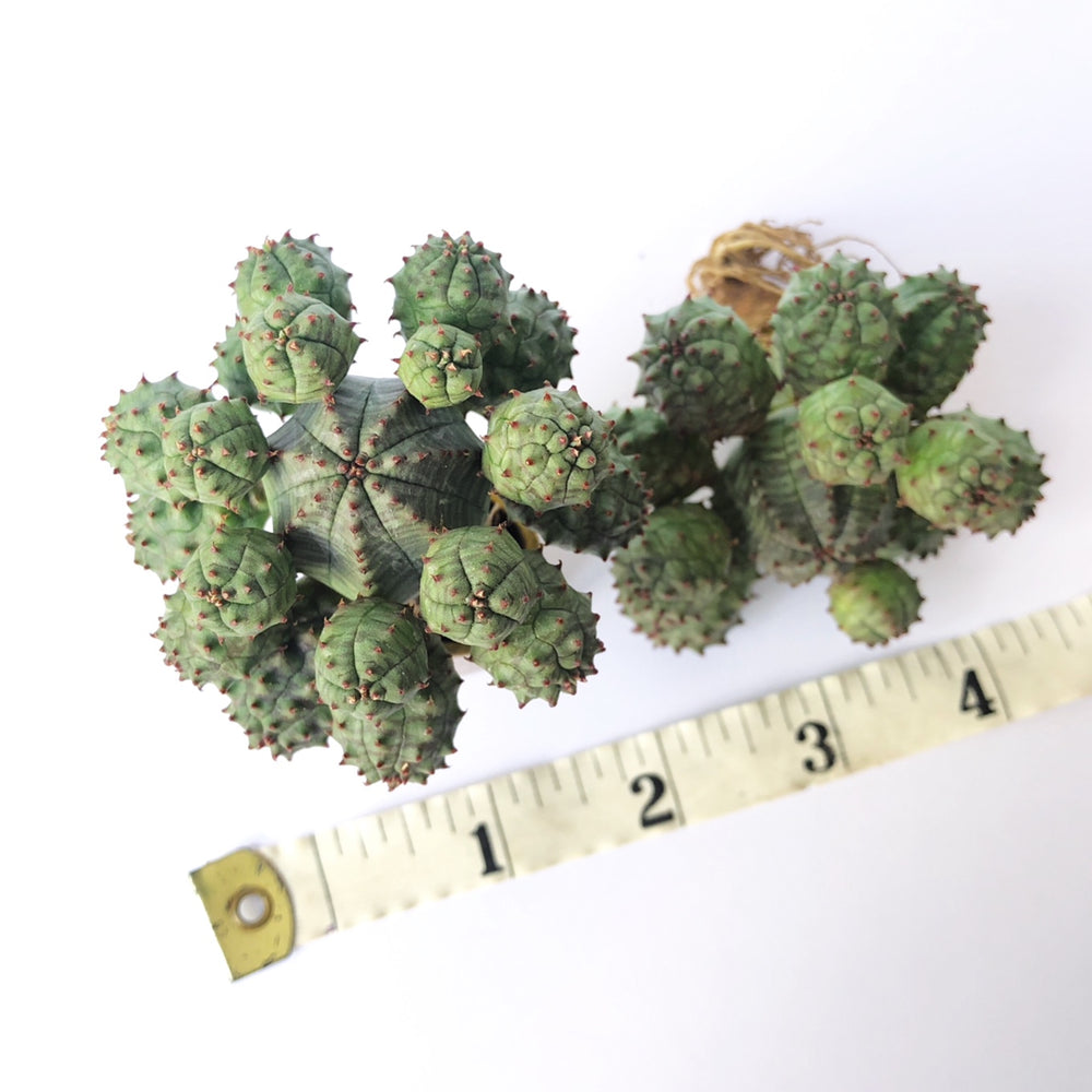 Euphorbia Obesa, Cluster, Random