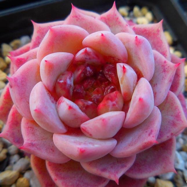 PRESALE Echeveria Red Velvet, (Random)