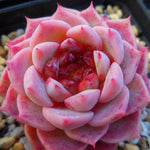 PRESALE Echeveria Red Velvet, (Random)